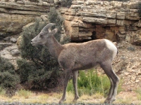 Bighorn